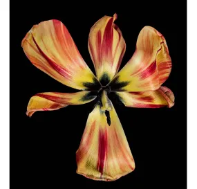 NEW 2023 DUTCH TULIP 2